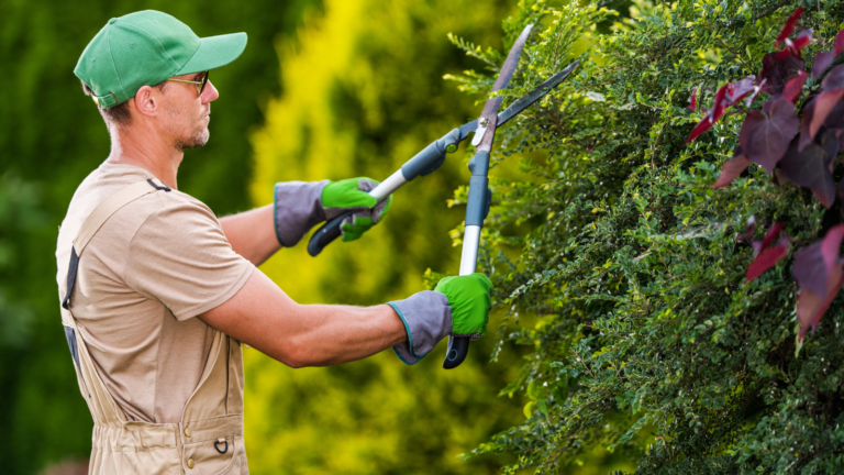 Pristine Gardens summer garden maintenance