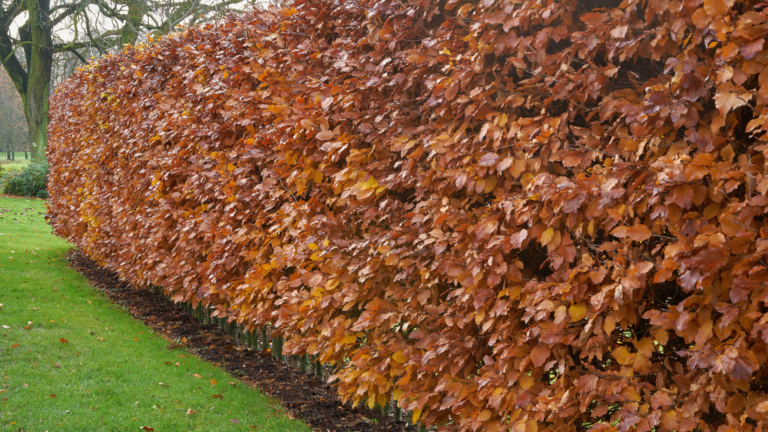 Pristine Gardens hedge cutting autumn