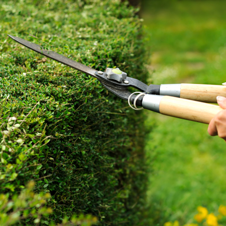 Pristine Gardens hedge cutting birmingham